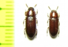 Tenebrionidae sp.  Malaysia - INSECTS-STORE.RU