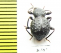 Malaysphena sp.  Malaysia, Borneo - INSECTS-STORE.RU