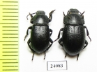 Dendarus moesiacus, pair  Turkey - INSECTS-STORE.RU