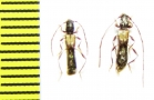 Molorchus kiesenwetteri, pair  Russia, Krasnodar reg. - INSECTS-STORE.RU