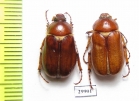 Madotrogus kuhitangicus  Uzbekistan - INSECTS-STORE.RU