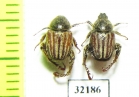 Hopliini sp.  South Africa Rep. - INSECTS-STORE.RU