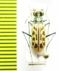 Cicindelinae sp.  Ghana - INSECTS-STORE.RU