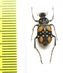 Paratrichius elegantulus  Laos - INSECTS-STORE.RU
