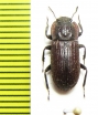 Gonocephalum oblongum  Nepal - INSECTS-STORE.RU