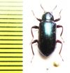 Tenebrionidae sp.  Malaysia - INSECTS-STORE.RU