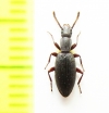Stenosis dilutipes  Israel - INSECTS-STORE.RU