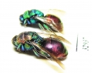 Chrysididae sp.  Russia, Moscow reg. - INSECTS-STORE.RU