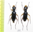 Therates labiatus  Indonesia, Sulawesi - INSECTS-STORE.RU