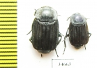 Silphidae sp.  South Africa Rep. - INSECTS-STORE.RU