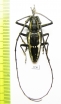 Epepeotes ambigenus  Philippines - INSECTS-STORE.RU