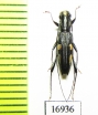 Cerambycidae sp.  New Caledonia - INSECTS-STORE.RU