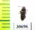 Tenebrionidae sp.  Thailand - INSECTS-STORE.RU