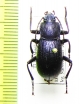 Helops glabriventris  Turkey - INSECTS-STORE.RU
