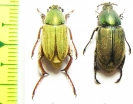 Glaphyrus micans, pair  Armenia - INSECTS-STORE.RU