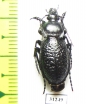 Carabus (Semnocarabus) carbonicolor callosus  Kazakhstan - INSECTS-STORE.RU
