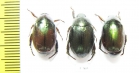 Rutelinae sp.  Ecuador - INSECTS-STORE.RU