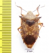 Hemiptera sp.  Peru - INSECTS-STORE.RU