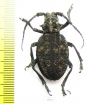Phantasis sp.  Zambia - INSECTS-STORE.RU