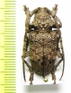 Phryneta spinator  Cote d'Ivoire - INSECTS-STORE.RU