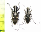 Gnoma sp.  Indonesia, Aru isl. - INSECTS-STORE.RU
