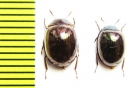 Tenebrionidae sp.  Malaysia - INSECTS-STORE.RU
