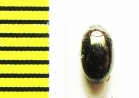Platydema andoi  Malaysia, Borneo - INSECTS-STORE.RU