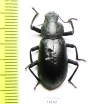 Iphthiminus italicus bellardi  Turkey - INSECTS-STORE.RU