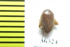 Scirtidae sp.  India - INSECTS-STORE.RU