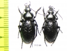 Carabus (Semnocarabus) carbonicolor callosus  Kazakhstan - INSECTS-STORE.RU