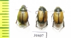 Omaloplia spiraeae  Russia, Astrakhan reg. - INSECTS-STORE.RU