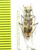 Cicindela hamata ? pallifera  USA, NM - INSECTS-STORE.RU