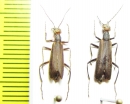 Epicauta grammica  Paraguay - INSECTS-STORE.RU