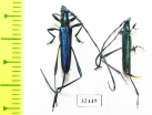 Cerambycidae sp.  South Africa Rep. - INSECTS-STORE.RU