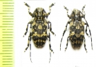 Mesosa yonaguni subkonoi, pair  Japan - INSECTS-STORE.RU