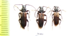 Tetropium fuscum  Russia, Tver reg. - INSECTS-STORE.RU