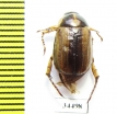 Anomala oxiana  Tajikistan - INSECTS-STORE.RU