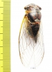 Psaltoda claripennis  Australia - INSECTS-STORE.RU