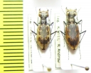 Cicindela hamata pallifera  USA - INSECTS-STORE.RU