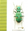 Platydela ismenia  Turkey, Osmaniye prov. - INSECTS-STORE.RU