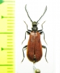 Pseudopyrochroa laticollis  Japan - INSECTS-STORE.RU