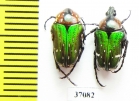Leucocelis sp.  South Africa Rep. - INSECTS-STORE.RU