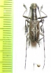 Gnoma luzonica  Philippines - INSECTS-STORE.RU