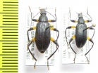 Tenebrionidae sp.  Thailand - INSECTS-STORE.RU