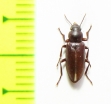 Colposphaena brevicollis  Kazakhstan - INSECTS-STORE.RU