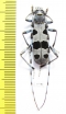 Rosalia alpina, male  Moldova - INSECTS-STORE.RU
