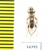 Molorchus pinivorus  Japan - INSECTS-STORE.RU