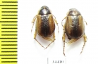 Anomala oxiana  Tajikistan - INSECTS-STORE.RU