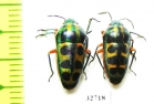 Hemiptera sp.  South Africa Rep. - INSECTS-STORE.RU