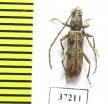 Cerambycidae sp.  South Africa Rep. - INSECTS-STORE.RU